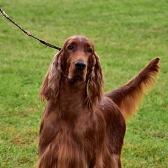 Irish Setters from Evergreen Irish Setters