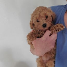 Aussiedoodle, Bernedoodle, Goldendoodle, and Poodle Puppies from Loula's Poodles and Doodles