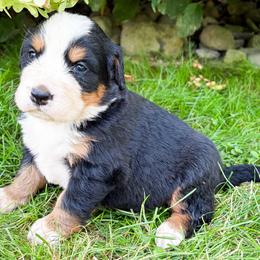 Macy - Black rust and white female Bernese Mountain Dog puppy in Sugarcreek, Ohio from Angel Valley Berners