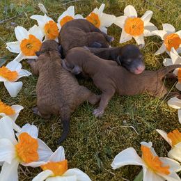 Cockapoo Puppies from Luvin Fur Babies