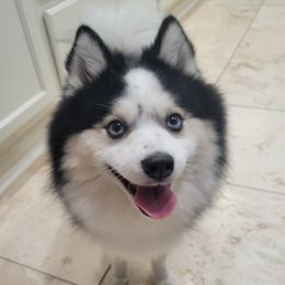 Bruno - Pomsky