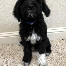 Labradoodle Puppies from Sweet Tea Labradoodles