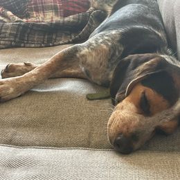 Beagle and Staffordshire Bull Terrier Puppies from Thor’s Beagles & Maha’s Staffy