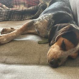 Beagle and Staffordshire Bull Terrier Puppies from Thor’s Beagles & Maha’s Staffy