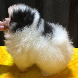 Tyson - Tri-colored male Pomeranian puppy in Waterloo, Indiana from Garcias Pomeranian