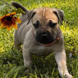 Cinderella - Fawn female Boerboel puppy in Bon Aqua, Tennessee from Erickson Ranch Boerboels