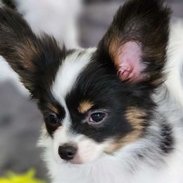 Boy 1 - White black and tan Papillon puppy in Plano, Texas from Enchanting Papillons