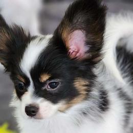 Boy 1 - White black and tan Papillon puppy in Plano, Texas from Enchanting Papillons