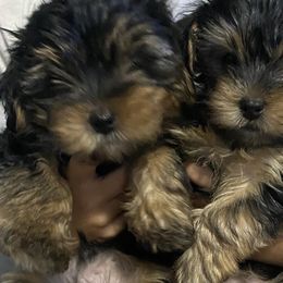 Yorkshire Terriers from Teddy Bear Yorkies