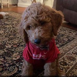 Goldendoodle Puppies from Edge Farm Goldendoodles