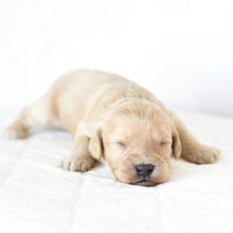 Boy 1 - Cream male Cavapoo puppy in Lawton, Oklahoma from Lindsey’s Cavies
