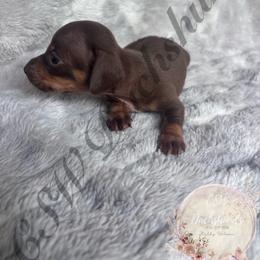 Bingo - Chocolate and tan male Dachshund puppy in Lufkin, Texas from CSW Dachshunds