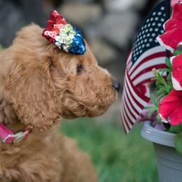 Australian Labradoodle Puppies from Forever Friends Labradoodles