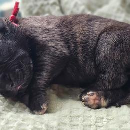 Red Collar - Brindle male Mastiff puppy in Linton, Indiana from Riggins Mastiffs and Danes