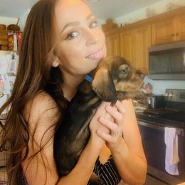 Dachshund Puppies from Two River Wirehaired Dachshunds