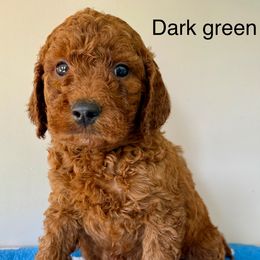 Green - Red male Irish Doodle puppy in Bloomfield, Iowa from Schooley Doodles