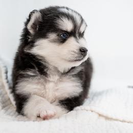 Grey - Black and white male Pomsky puppy in Spring City, Pennsylvania from Pomsky Power Puppies