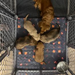 Shaded cream Female - Cream female Dachshund puppy in Cutler Bay, Florida from Dadecounty’s Dachshunds