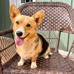 Edie - Pembroke Welsh Corgi