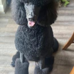 Poodles from Altalune Poodles