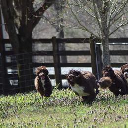 Portuguese Water Dog Puppies from Allegiance Portuguese Water Dogs
