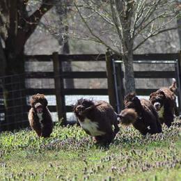 Portuguese Water Dog Puppies from Allegiance Portuguese Water Dogs