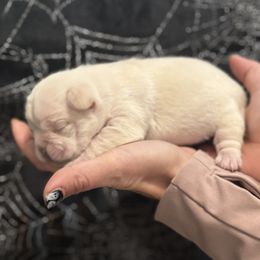 Snow white - White female French Bulldog puppy in North Branch, Minnesota from Halverson Bulldogges