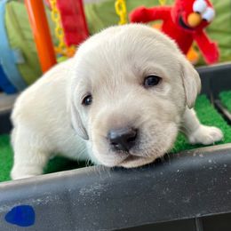Boy 2 - Yellow male Labrador Retriever puppy in Gilbert, Arizona from Mad Rabbit Labradors
