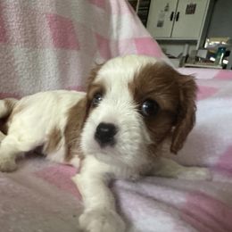 Cavalier King Charles Spaniel Puppies from Dawson’s Creek Breeding