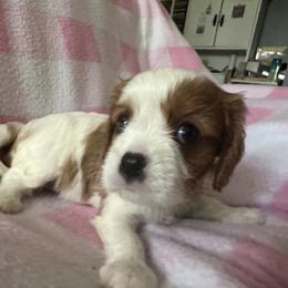 Cavalier King Charles Spaniel Puppies from Dawson’s Creek Breeding