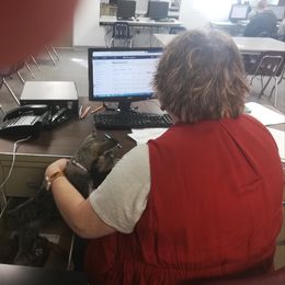 Miniature Schnauzer Puppies from A'Lord dog grooming