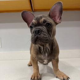 Goliath - Fawn male French Bulldog puppy in Livermore, California from Spoiled Frenchies