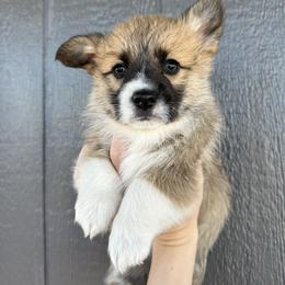 Cinnamon - Sable female Pembroke Welsh Corgi puppy in Walsh, Colorado from Wilson Ranch Corgis