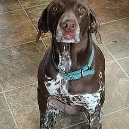 German Shorthaired Pointers from Fleming German shorthaired Pointers