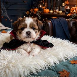 Capri grey - Brindle male Shih Tzu puppy in Temple, Pennsylvania from Kathy Diego's Shih Tzus