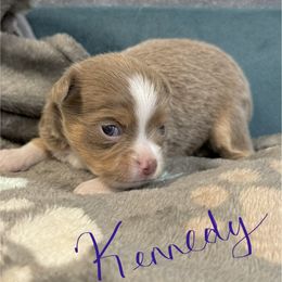Kennedy - Cream male Chihuahua puppy in Molino, Florida from Pensacola Chi Garden