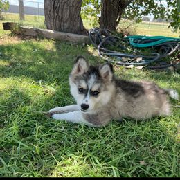 Felix - Tri-color male Pomsky puppy in Amarillo, Texas from Pom Pom Pomskies