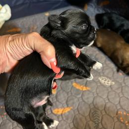 Timothy triplet 1 - Black and white male Shih Tzu puppy in New Port Richey, Florida from Stanford's Shih Tzus