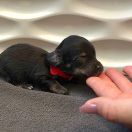 TINY - Red Boy - Black and cream male Dachshund puppy in Horizon City, Texas from Willipaws