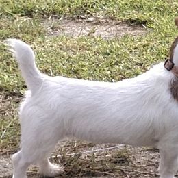 Russell Terriers from BrandedJacks