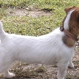 Russell Terriers from BrandedJacks