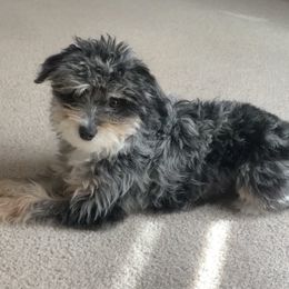 Olive - Aussiedoodle