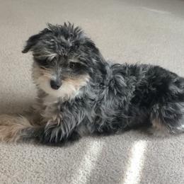 Olive - Aussiedoodle