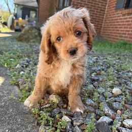 Elsa - Red roan female Cockapoo puppy in Williamston, South Carolina from Sassy Bob’s Dogs