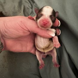 Hamilton - Parti male Miniature Schnauzer puppy in Newark, Ohio from Tuckered Out Schnauzers