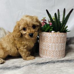 Newt - Red Cavapoo puppy in Miami, Oklahoma from BriarCreek Mini Aussies & Doodles