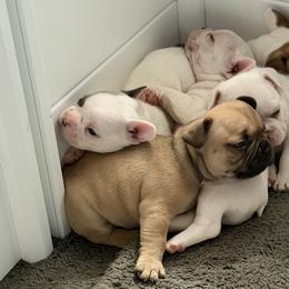 French Bulldogs from Falco’s French Bulldogs