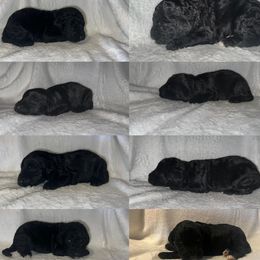 Sheepadoodles from CW Frenchies
