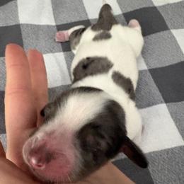 Donner - Piebald male Dachshund puppy in Mountain Home, Arkansas from The Teacup Homestead Miniature Dachshunds