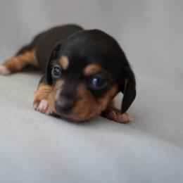 Girl 1 - Black and tan female Dachshund puppy in Quemado, New Mexico from TNT Dachshunds